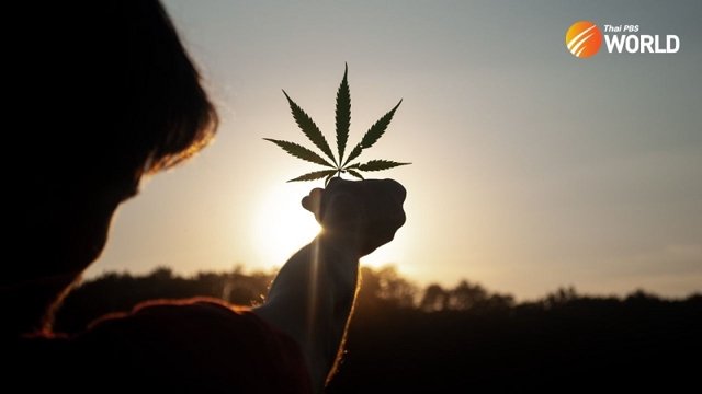 Is Thailand’s love-hate relationship with legal cannabis coming to an end? Is Thailand’s love-hate relationship with legal cannabis coming to an end?