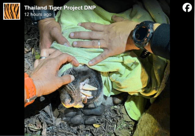 Stray tiger trapped in Kamphaeng Phet