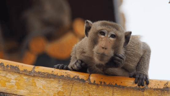 Victims of monkey attacks can now claim compensation Victims of monkey attacks can now claim compensation