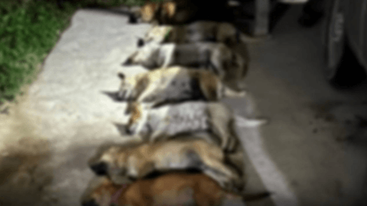 Rayong dog owners seek justice as death toll of dog poisoning hits 36