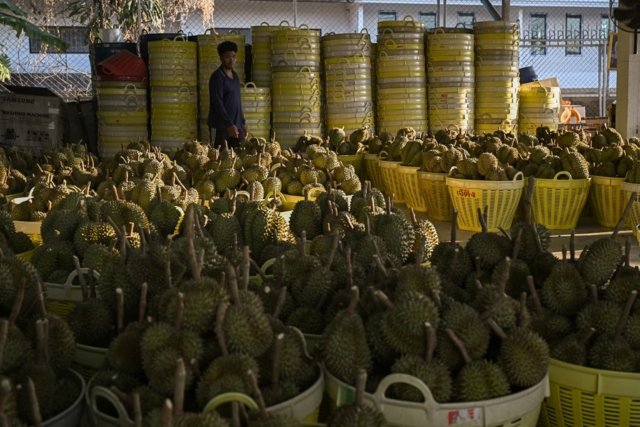 Heatwave hammers Thailand's stinky but lucrative durian farms Heatwave hammers Thailand's stinky but lucrative durian farms