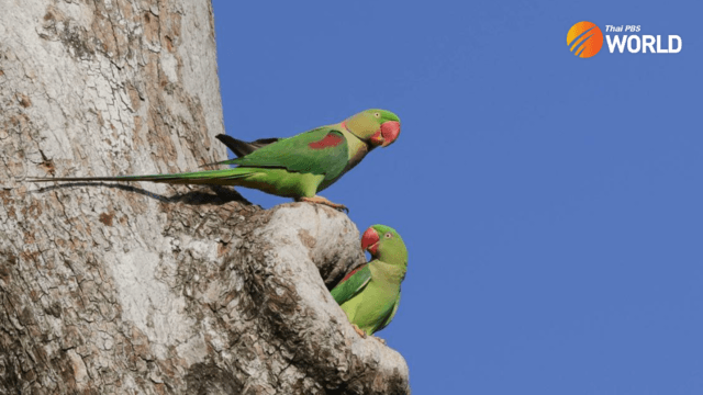 Parakeets bring a community together Parakeets bring a community together