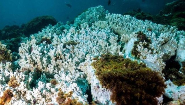 World Oceans Day marred by worst coral bleaching to date