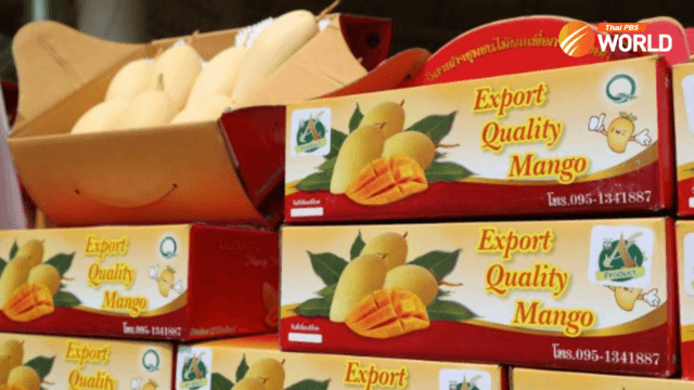 Thai mango exports more than double in first three months Thai mango exports more than double in first three months
