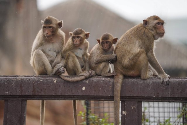 Lop Buri’s macaques relocation continues Lop Buri’s macaques relocation continues