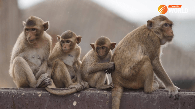 Thailand’s macaque crackdown: Is Lop Buri about to lose its monkey magic? Thailand’s macaque crackdown: Is Lop Buri about to lose its monkey magic?
