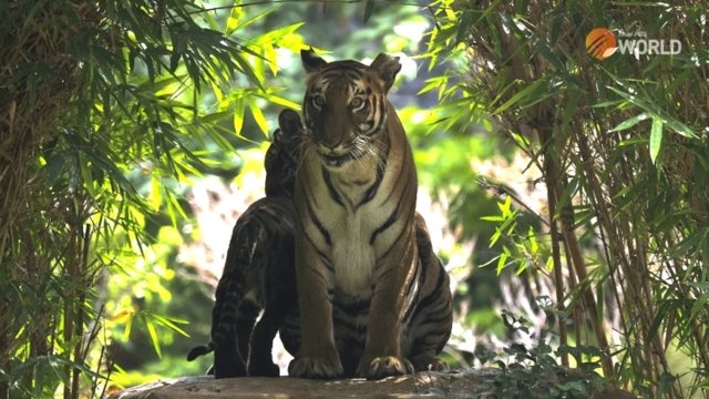 Guardians of The Forest: Fading Stripes , Picture yourself in the heart of a vast