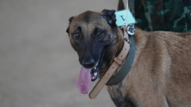 54 military dogs looking for new homes 54 military dogs looking for new homes