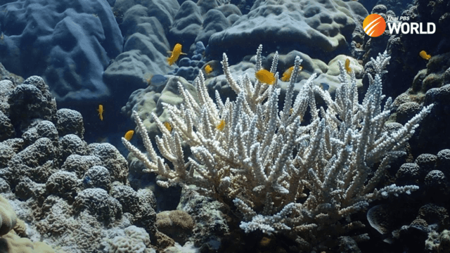 Extensive coral bleaching in marine parks in Gulf and Andaman Sea