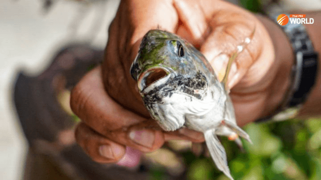 Blackchin tilapia: Meet the alien invader threatening Thailand's ecosystem Blackchin tilapia: Meet the alien invader threatening Thailand's ecosystem