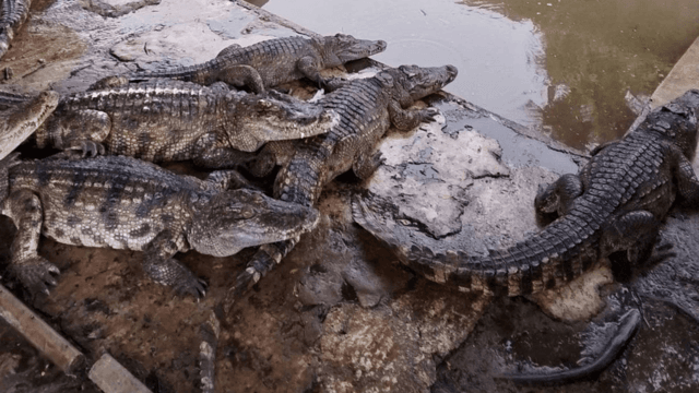 100 adult farm crocodiles slaughtered to prevent escape in floods 100 adult farm crocodiles slaughtered to prevent escape in floods