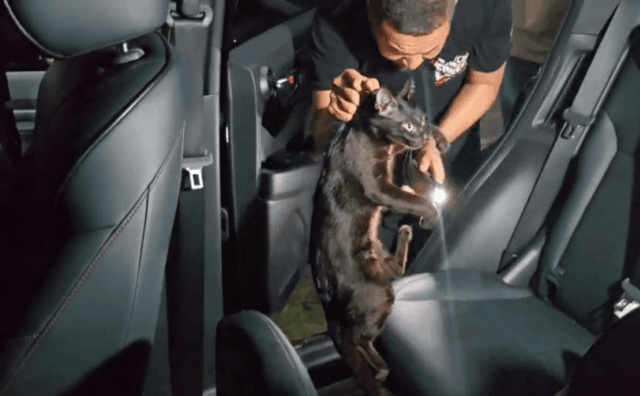 Suspected car thief arrested, car recovered, cat saved