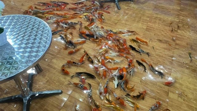 “Fish cafés” in hygiene spotlight