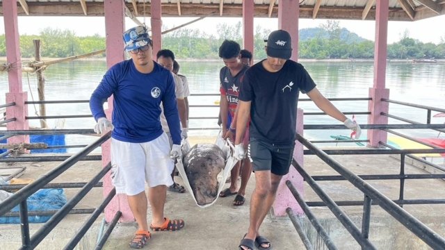 Two more dugongs found dead in seas off Krabi