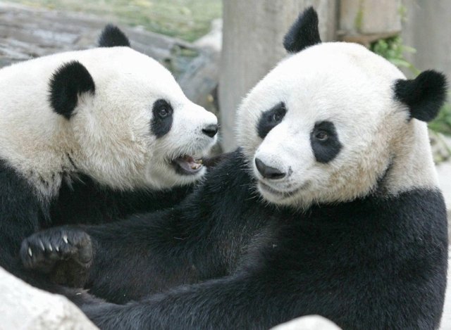 China's 'panda diplomacy' to send new pandas to Thailand for 50th anniversary of relations China's 'panda diplomacy' to send new pandas to Thailand for 50th anniversary of relations