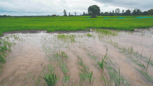 Thai cabinet approves 2.5 billion baht to help flood-affected farmers Thai cabinet approves 2.5 billion baht to help flood-affected farmers