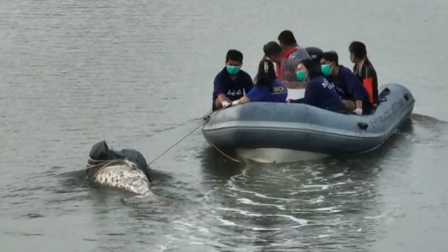 Headless dugong found in a Phuket canal Headless dugong found in a Phuket canal