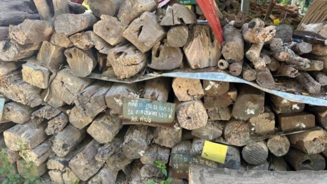Forest official in Sakhon Nakhon sought for stealing Siamese Rosewood Forest official in Sakhon Nakhon sought for stealing Siamese Rosewood