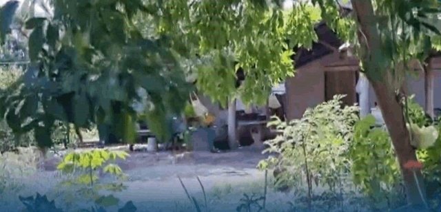 Man arrested for killing and decapitating four puppies in Buri Ram Man arrested for killing and decapitating four puppies in Buri Ram