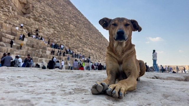 Stray dogs in Giza become tourist draw after 'pyramid puppy' sensation