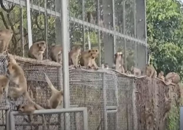 100 escaped monkeys cause commotion in Lop Buri 100 escaped monkeys cause commotion in Lop Buri