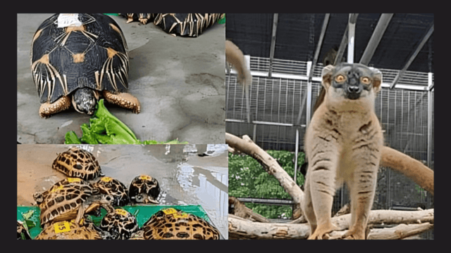 Thailand to return rare turtles and lemurs to Madagascar