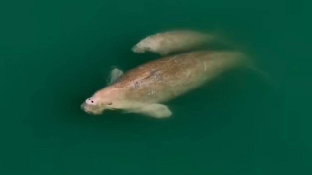 Dugongs starving as sea grass feeding grounds diminish Dugongs starving as sea grass feeding grounds diminish
