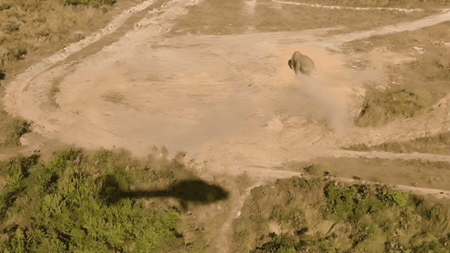 National parks chief defends video of helicopter chasing elephant in Phu Kradueng