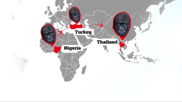 Police raid farm linked to smuggling of baby gorilla intercepted in Turkey Police raid farm linked to smuggling of baby gorilla intercepted in Turkey