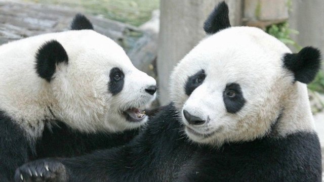 China’s panda diplomacy continues as Thailand awaits new arrivals