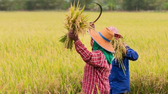 Falling rice prices a hot potato for Thai government Falling rice prices a hot potato for Thai government