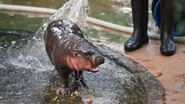 Moo Deng’s fame won’t compromise animals' welfare - Khao Kheow Zoo Moo Deng’s fame won’t compromise animals' welfare - Khao Kheow Zoo