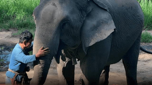 Mahout profession on brink of extinction before elephants, expert warns