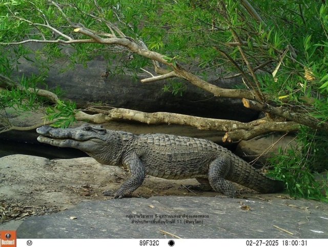 Rare crocodile captured by camera trap in Phitsanuloke national park Rare crocodile captured by camera trap in Phitsanuloke national park