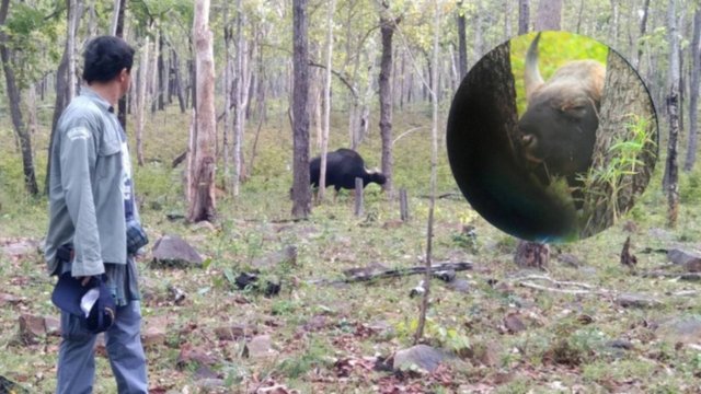 Tap Lan park officials try to help a gaur with an eye infection