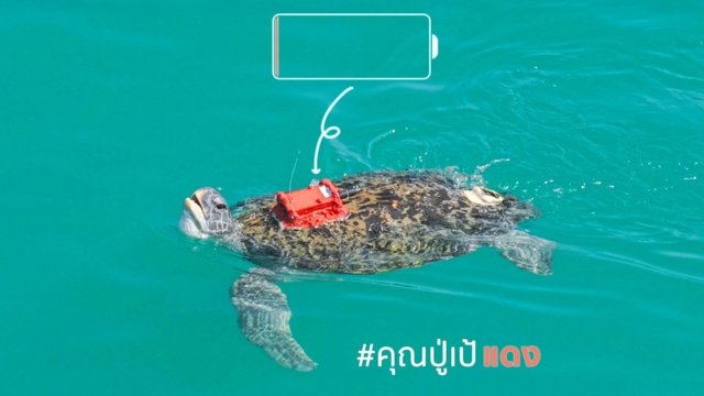 Green sea turtle back in the wild after 8 years in Phuket rescue centre