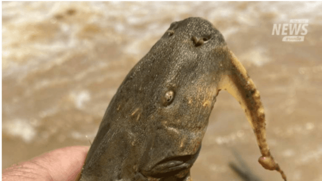 Fish caught in Kok River infested with parasites and bacteria