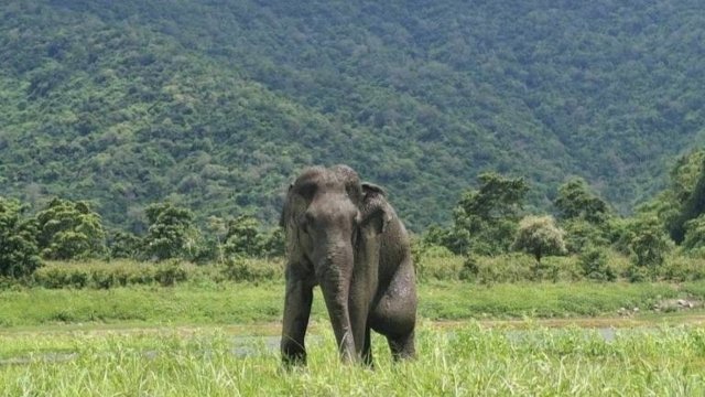 Injured elephant in Kui Buri dies from bullet wounds