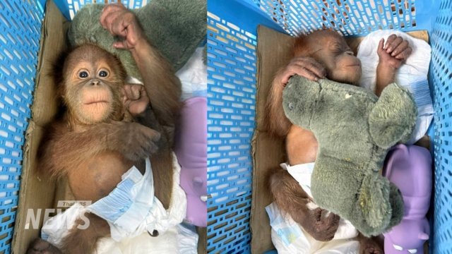 Man arrested for two baby orangutan smuggling bust in Bangkok