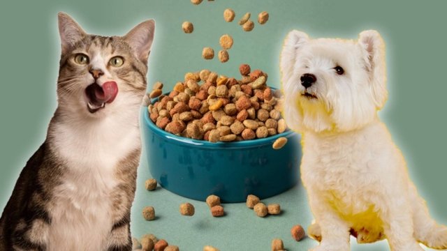 Thai pet food sector envisions bright prospects Thai pet food sector envisions bright prospects