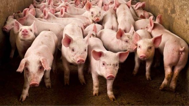 Farmers protest against plan to allow US maize and pork into Thailand Farmers protest against plan to allow US maize and pork into Thailand