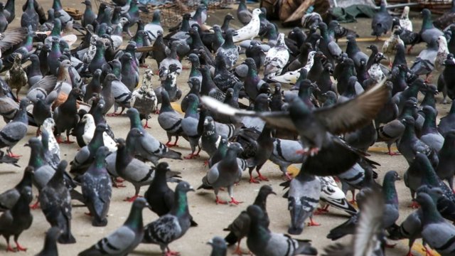 Mayor in Nonthaburi ordered to stop woman feeding pigeons