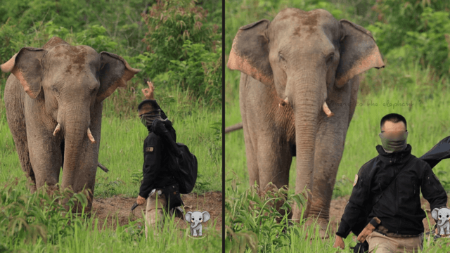 Army corporal sought after confronting elephant with knife in Khao Yai