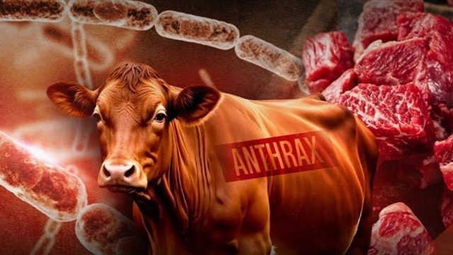 Anthrax control centre to be set up in Mukdahan Anthrax control centre to be set up in Mukdahan