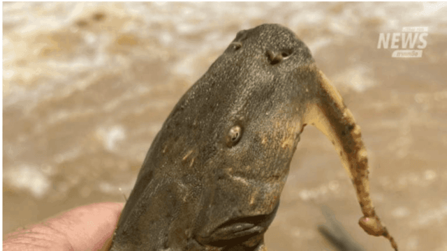 Mekong River fish deformations caused by parasite, not toxins Mekong River fish deformations caused by parasite, not toxins