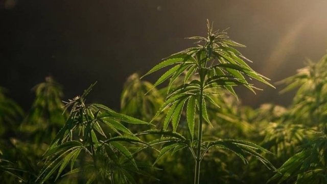 Explainer: Everything you need to know about Thailand’s cannabis rule change