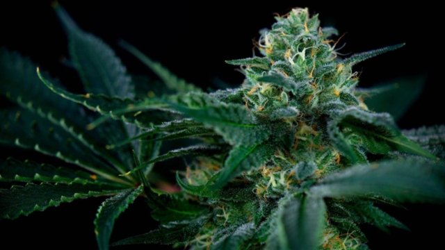 Policy reversal on use of cannabis buds as herbal medicine Policy reversal on use of cannabis buds as herbal medicine