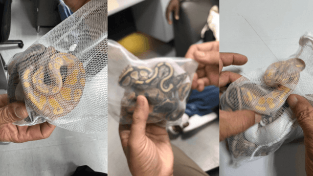 Sri Lankan caught with three pythons in his pants at Bangkok airport