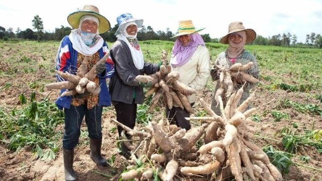Thailand becomes top world exporter of Tapioca Thailand becomes top world exporter of Tapioca