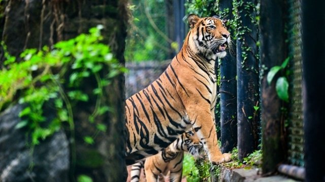 Denmark zoo asks people to donate their small pets as food for captive predators